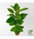 Ficus