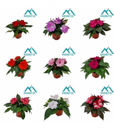 Impatiens