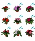 Impatiens