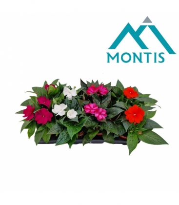 Impatiens