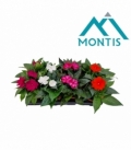 Impatiens