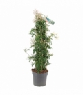 Jasminum