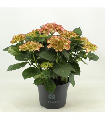 Hydrangea