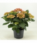 Hydrangea