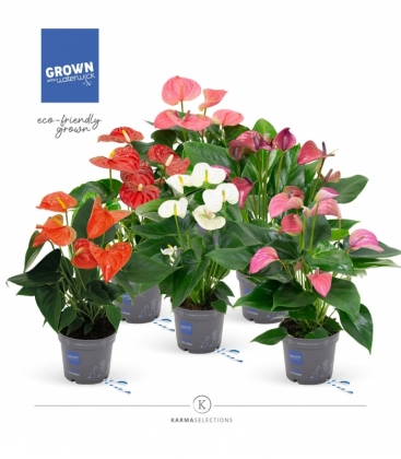 Anthurium