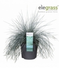 Festuca