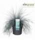 Festuca