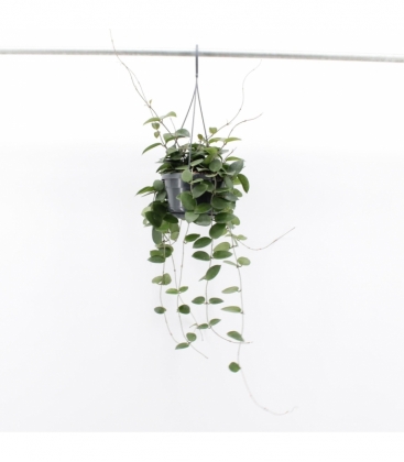 Hoya