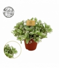 Tradescantia