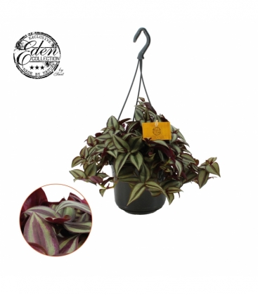 Tradescantia