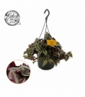 Tradescantia