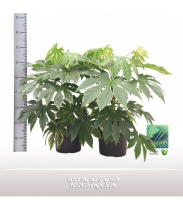 Fatsia
