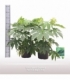 Fatsia