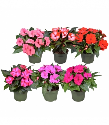 Impatiens