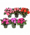 Impatiens