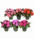 Impatiens