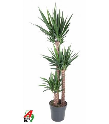 Yucca