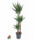 Yucca