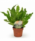 Asplenium