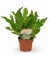 Asplenium