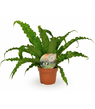 Asplenium
