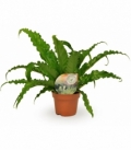 Asplenium