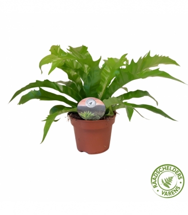 Asplenium