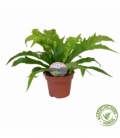 Asplenium