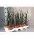 Euphorbia