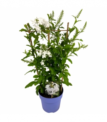 Plumbago