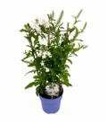 Plumbago