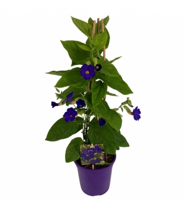 Thunbergia