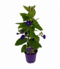 Thunbergia