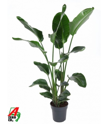 Strelitzia