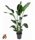 Strelitzia
