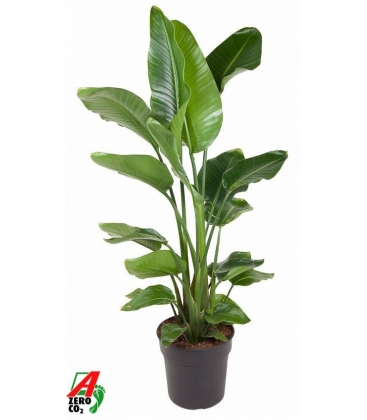 Strelitzia