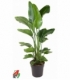 Strelitzia