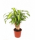 Dracaena
