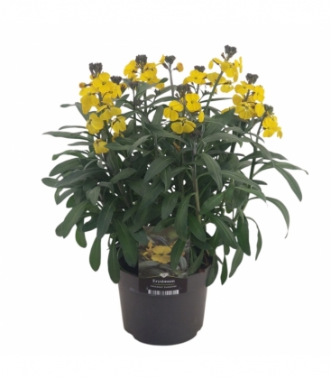 Erysimum