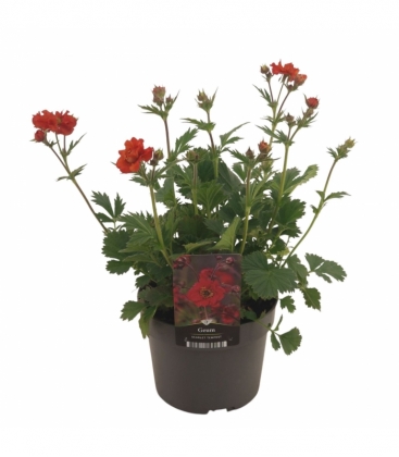 Geum