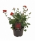 Geum