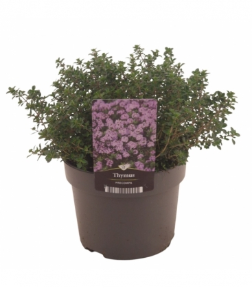Thymus