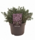 Thymus