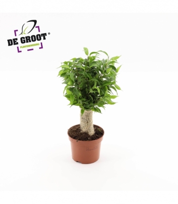 Ficus