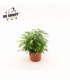 Ficus