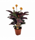 Calathea