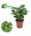 Coffea