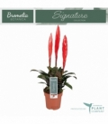 Vriesea