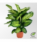 Dieffenbachia