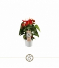 Anthurium